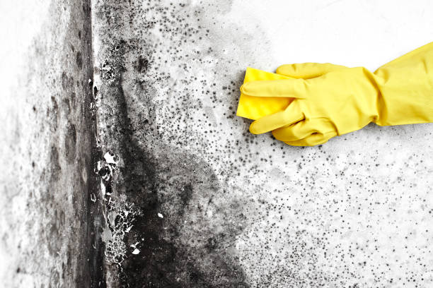 Mold Testing and Removal in Villa Hills, KY