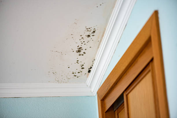 Best Residential Mold Removal  in Villa Hills, KY