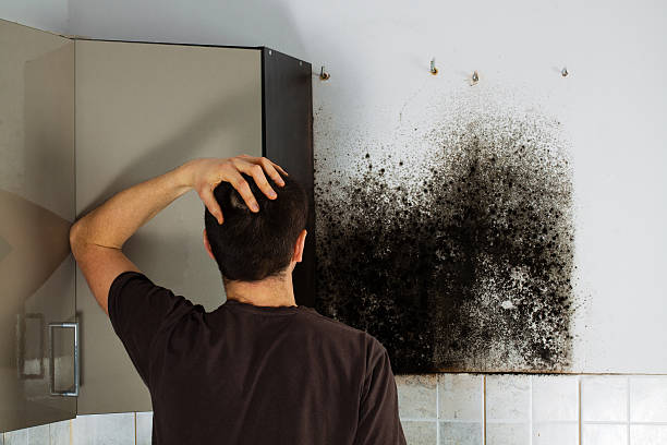 Best Local Mold Removal Service  in Villa Hills, KY